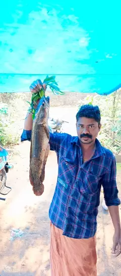 Snakehead