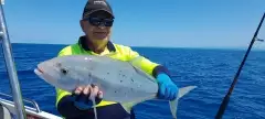 Trevally