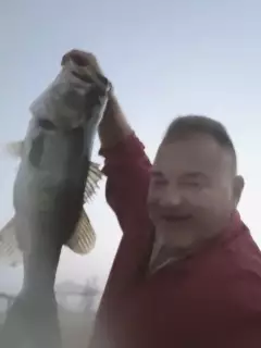 Foggy Bass