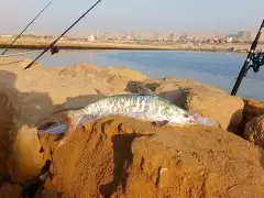 Persian Golf cat fish