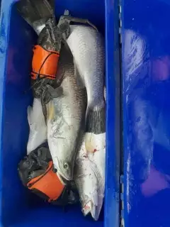 Barramundi