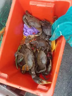 Mud crabs