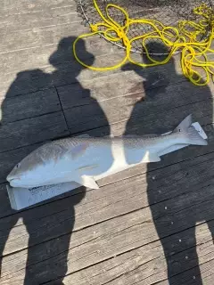 Red Drum