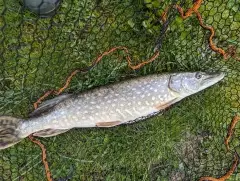 Canal Pike