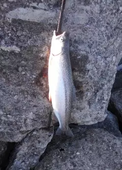 a small Rainbow trout