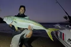 Awesome Yellowtail Kingfish