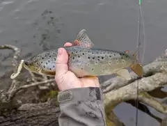 Brown trout