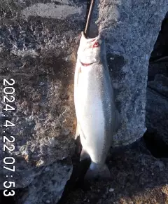 a 3# Coho salmon