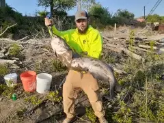 Blue  catfish