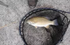 3 small mouth bass
