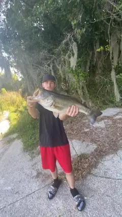 Largemouth Bass