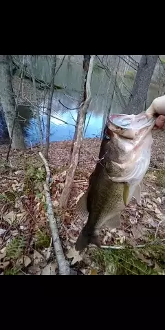 22 in bass