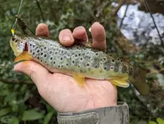 Brown trout