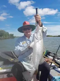 Barramundi