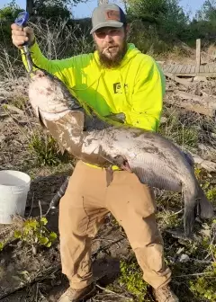 Blue catfish