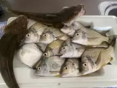 Bream Flathead