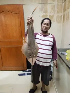 Guitar fish