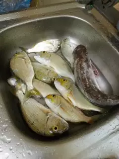 What u call this fish