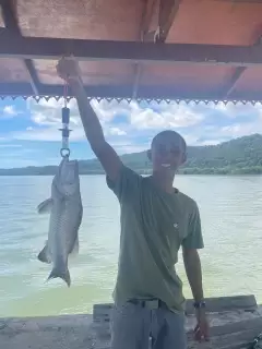 Barramundi