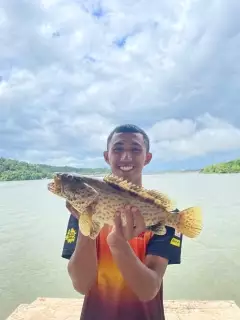 Grouper / kerapu