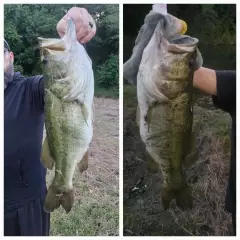 Bass