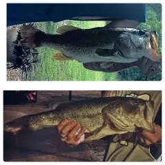 Bass/ Top 6lb 1oz/ Bottom 6lb 3oz both 20 inchers