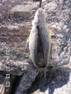 the 1st. 2 pickerel