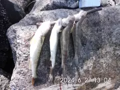the last four pickerel