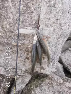 Pickerel