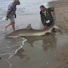 Bronze whaler