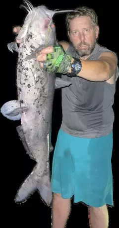 Catfish