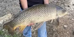25.5 lb carp
