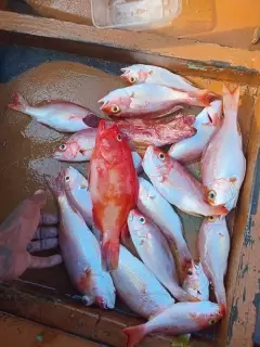 Snapper