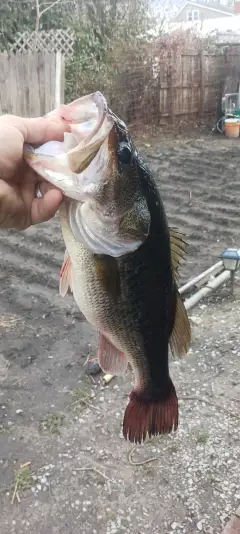 LMB