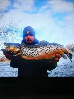 Brown trout