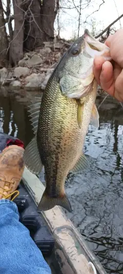 Lmb