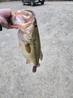 Bass