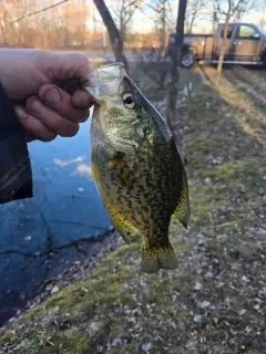 Crappie