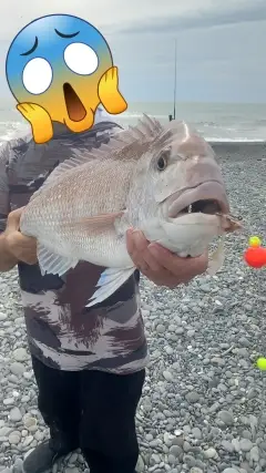 snapper