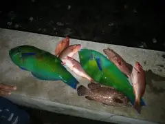 Sunset catch