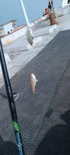 Two in one