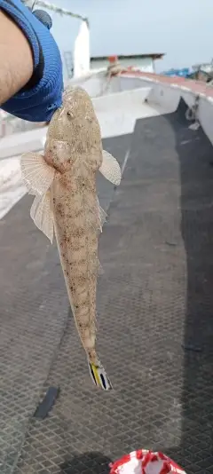 Flat head