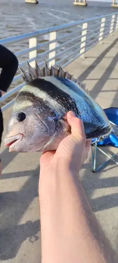 Sheepshead