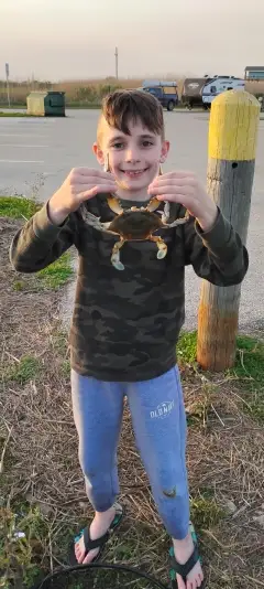 Blue Crab