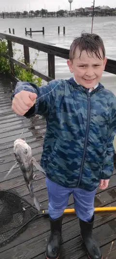 Black Drum