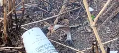 Snake eating a fish