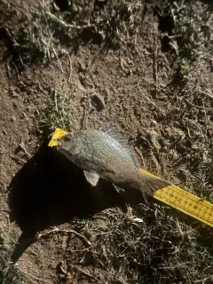 Bream