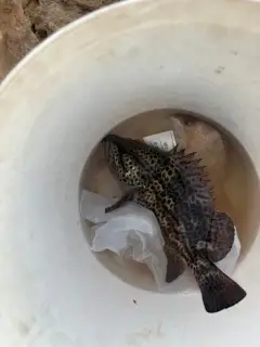 Rock cod