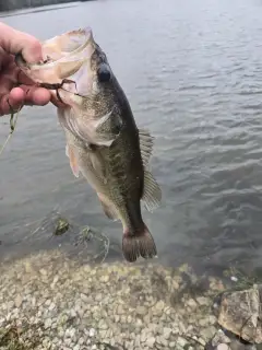 Bass