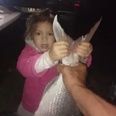 Snapper